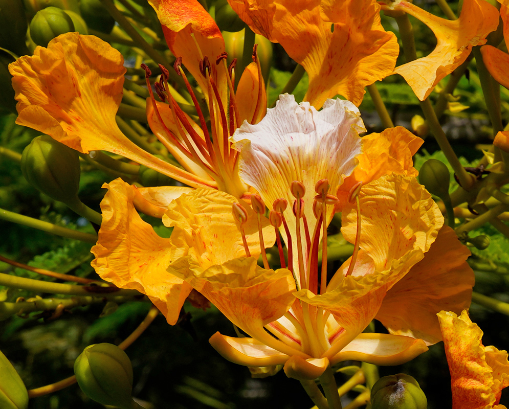 Orange Flower Delonix regia A Delonix regia flower with light orange petals and a pale central petal dusted with red streaks, surrounded by rounded green buds
