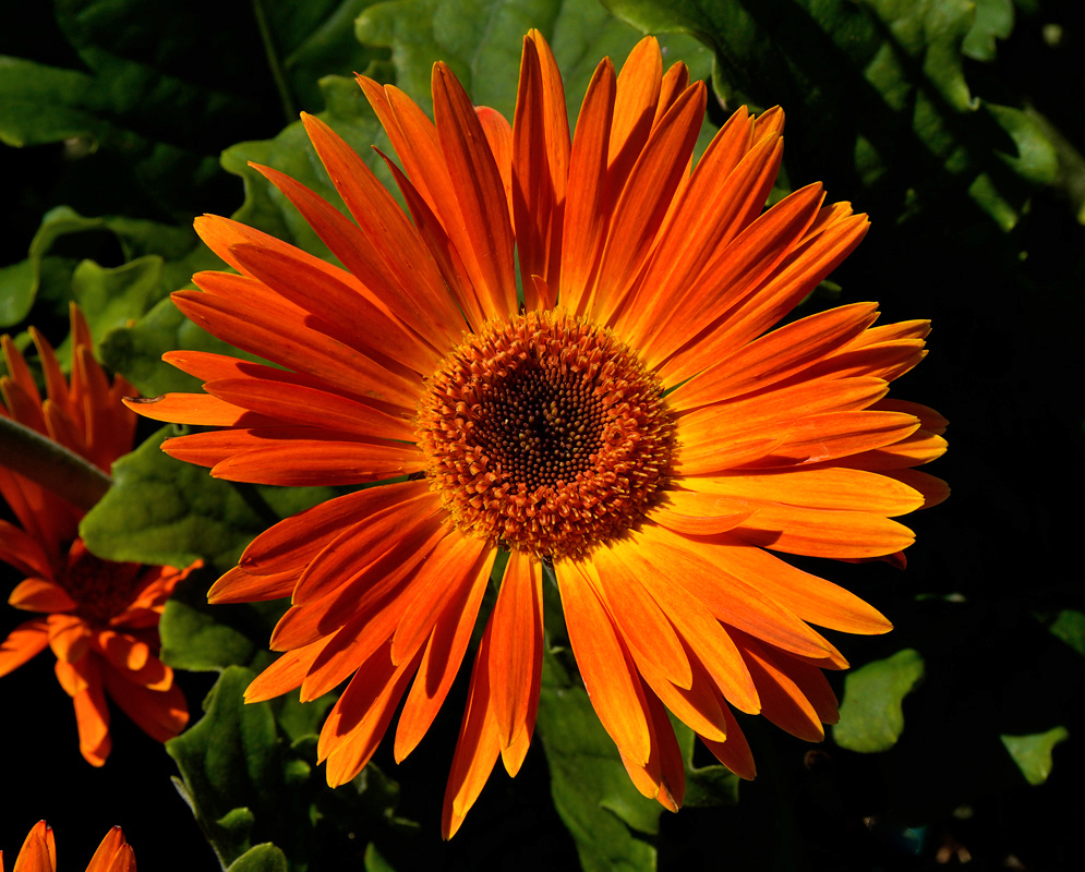 A bright orange Gerbera jamesonii flower with a densely packed golden-orange central disk, standing out against lush green foliage