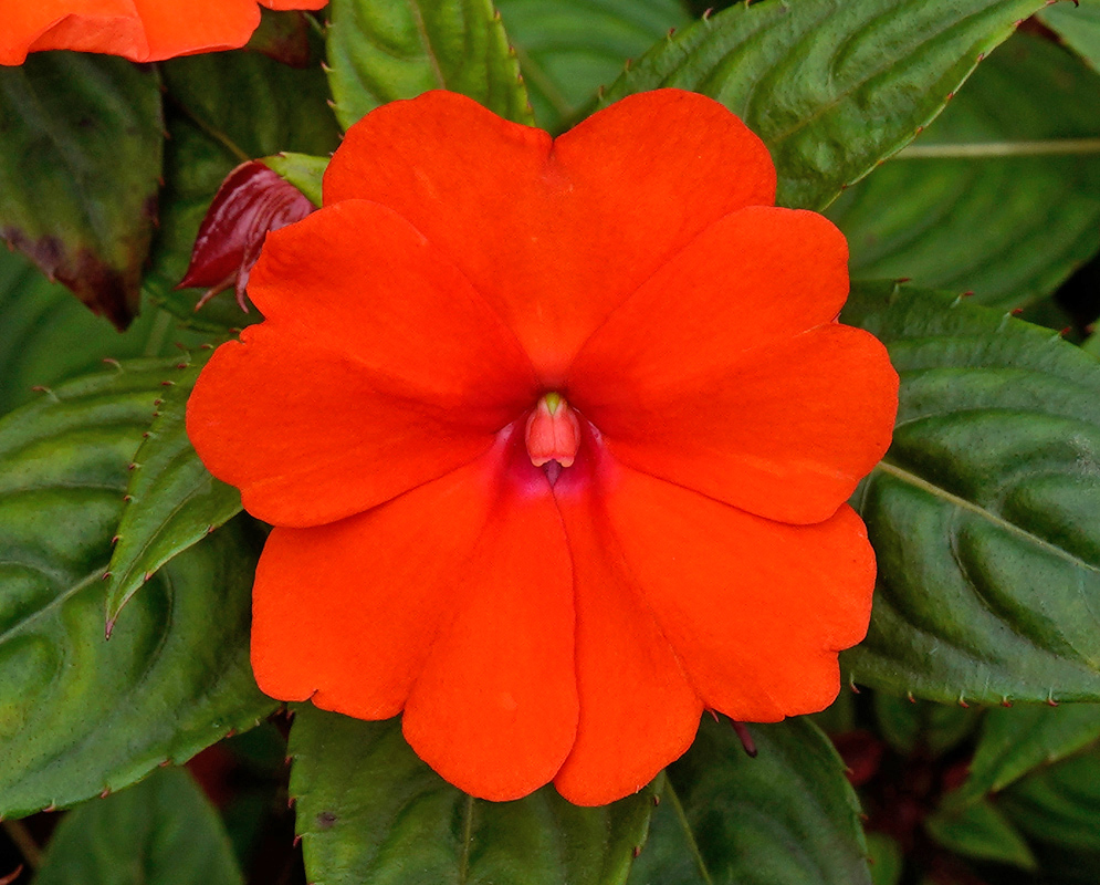 Orange Flower of Impatiens hawkeri A brilliant orange Impatiens hawkeri flower with five rounded petals and a pinkish center, set against textured green foliage