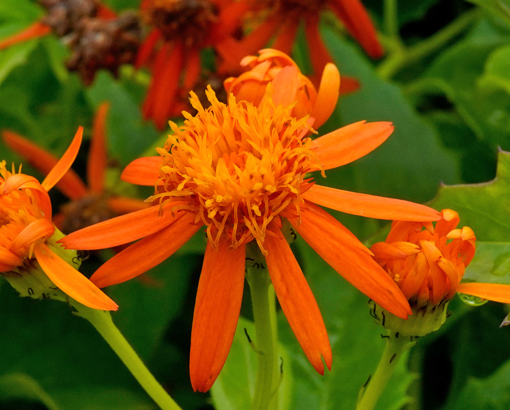 A detailed view of a fully open Pseudogynoxys chenopodioides flower with bright orange ray petals and a dense yellow-orange central disc, surrounded by buds and green foliage