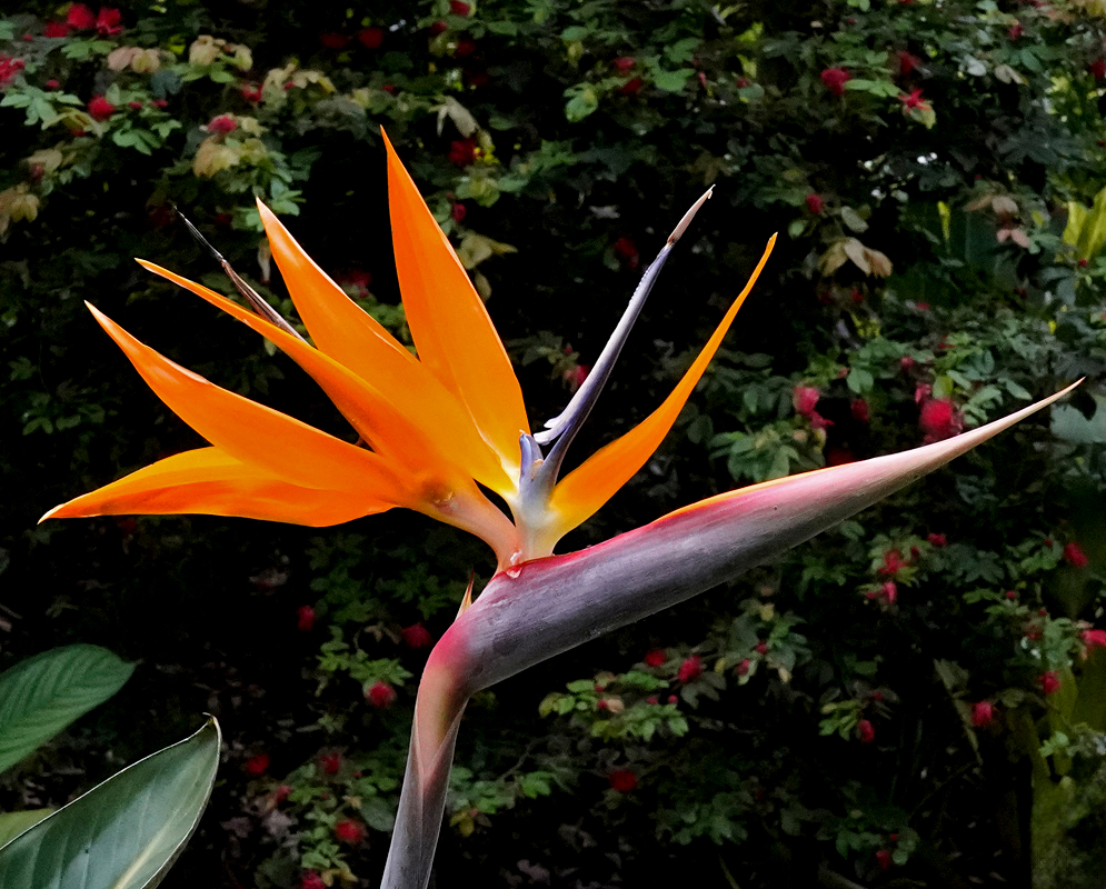 Strelitzia reginae Orange Flower Display The iconic bird-like flower of Strelitzia reginae showing orange petals and blue floral structures against a backdrop of red and green foliage