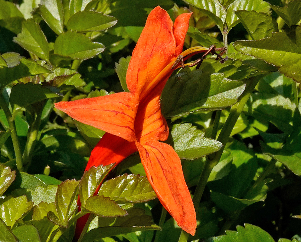 A single orange Tecoma capensis flower with red stripes on the petals nestled among bright green foliage