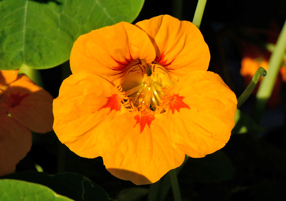 Orange Tropaeolum majus flower with radiating red streaks and visible reproductive structures at the center, illuminated by sunlight