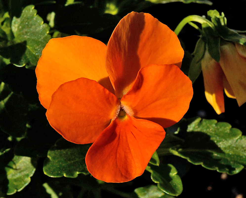 A bold orange Viola tricolor flower with soft petal texture, highlighted by natural sunlight and green leaves in the background