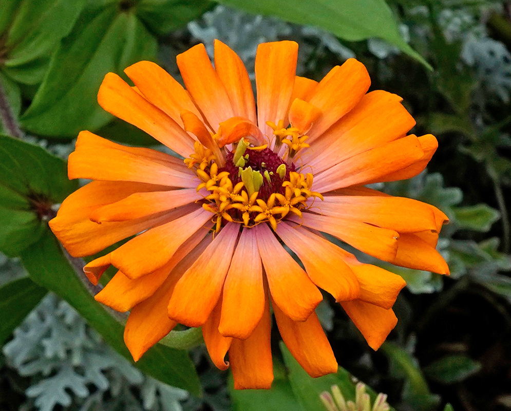 Single orange Zinnia elegans bloom showing elongated petals and a vivid central cluster of yellow florets
