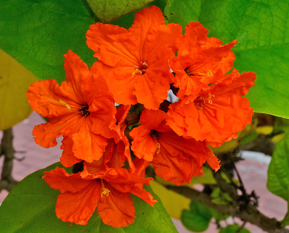 Cordia sebestena flower cluster Cluster of bright orange Cordia sebestena flowers emerging among large green leaves
