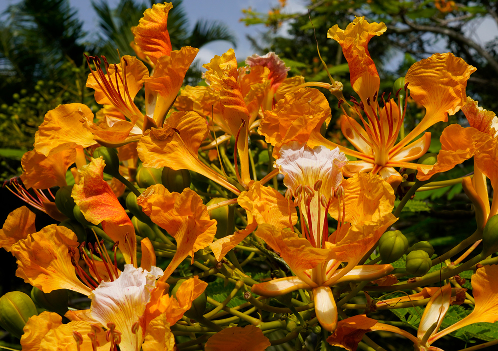 Orange Flowers Delonix regia A cluster of blooming Delonix regia flowers in radiant orange with central white petals, framed by green buds and tropical foliage