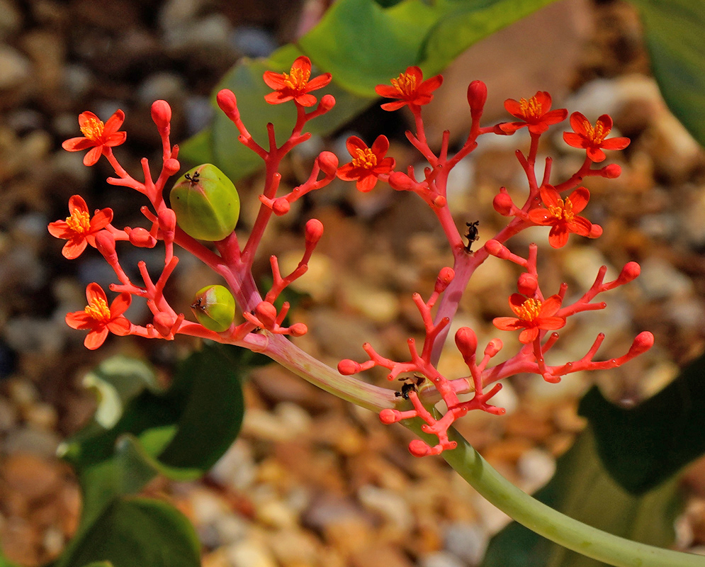 Orange Flowers Jatropha podagrica A branching inflorescence of Jatropha podagrica with vivid orange flowers and green oval seed pods, surrounded by rounded green leaves and a gravel backdrop