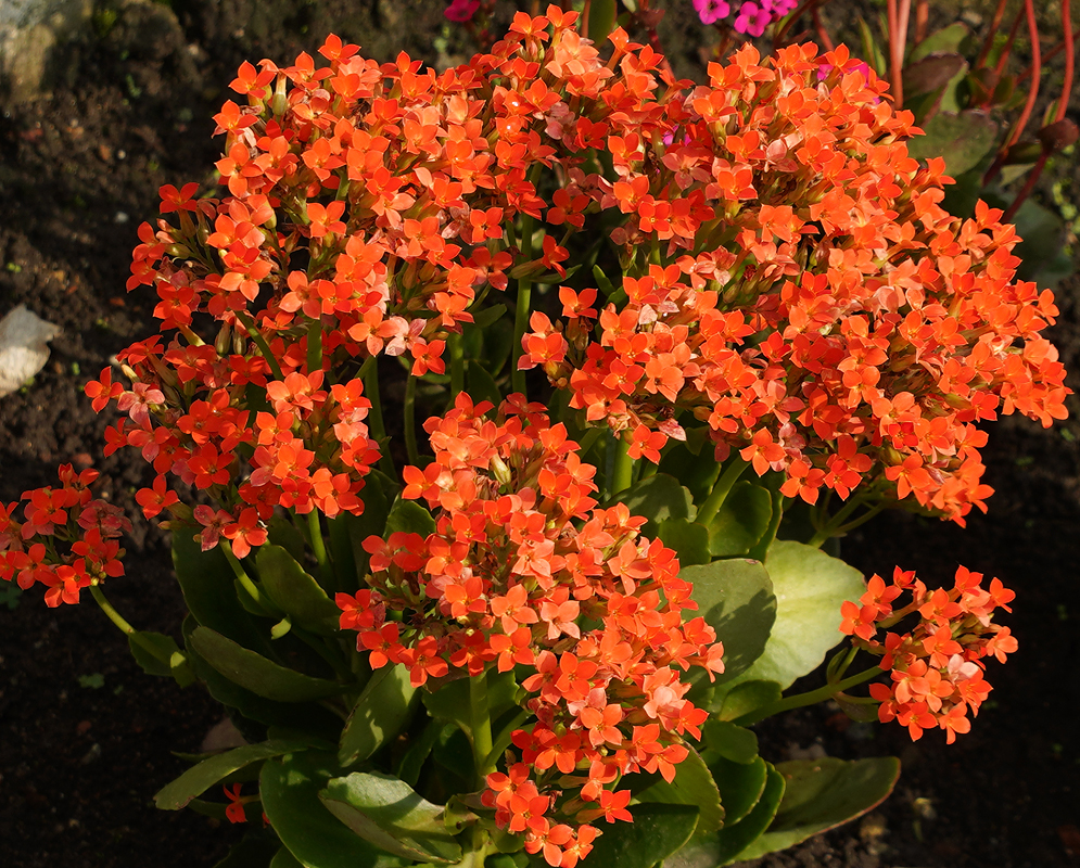 Clusters of orange Kalanchoe blossfeldiana flowers in sunlight