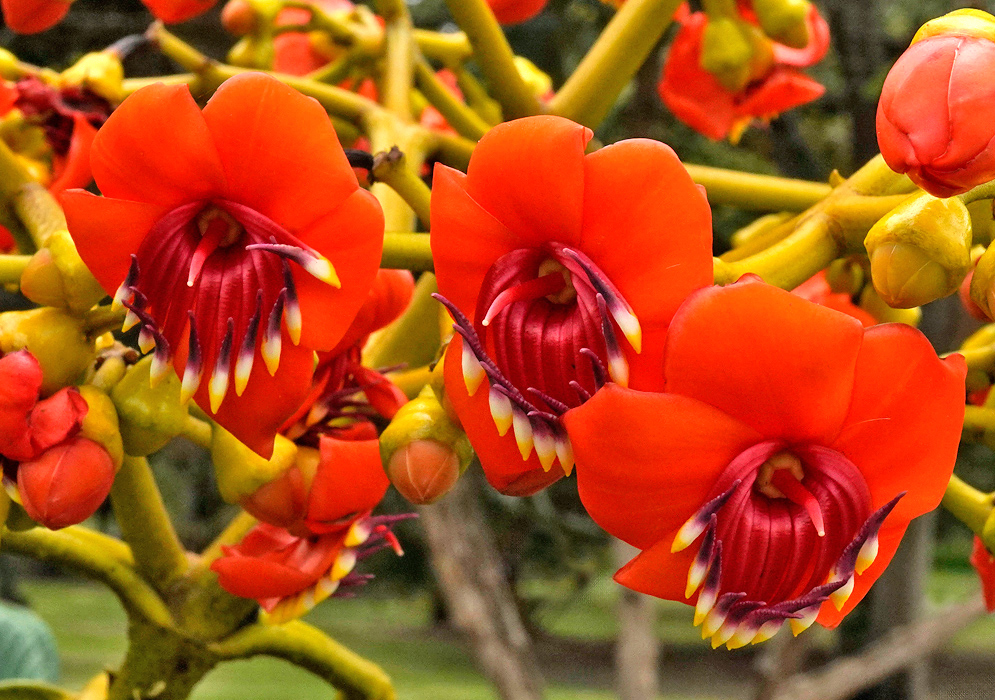 Bright orange flowers of Meriania hernandii with deep red cup-shaped staminal structures and yellow-tipped anthers, blooming on thick yellow-green branches in a forested area