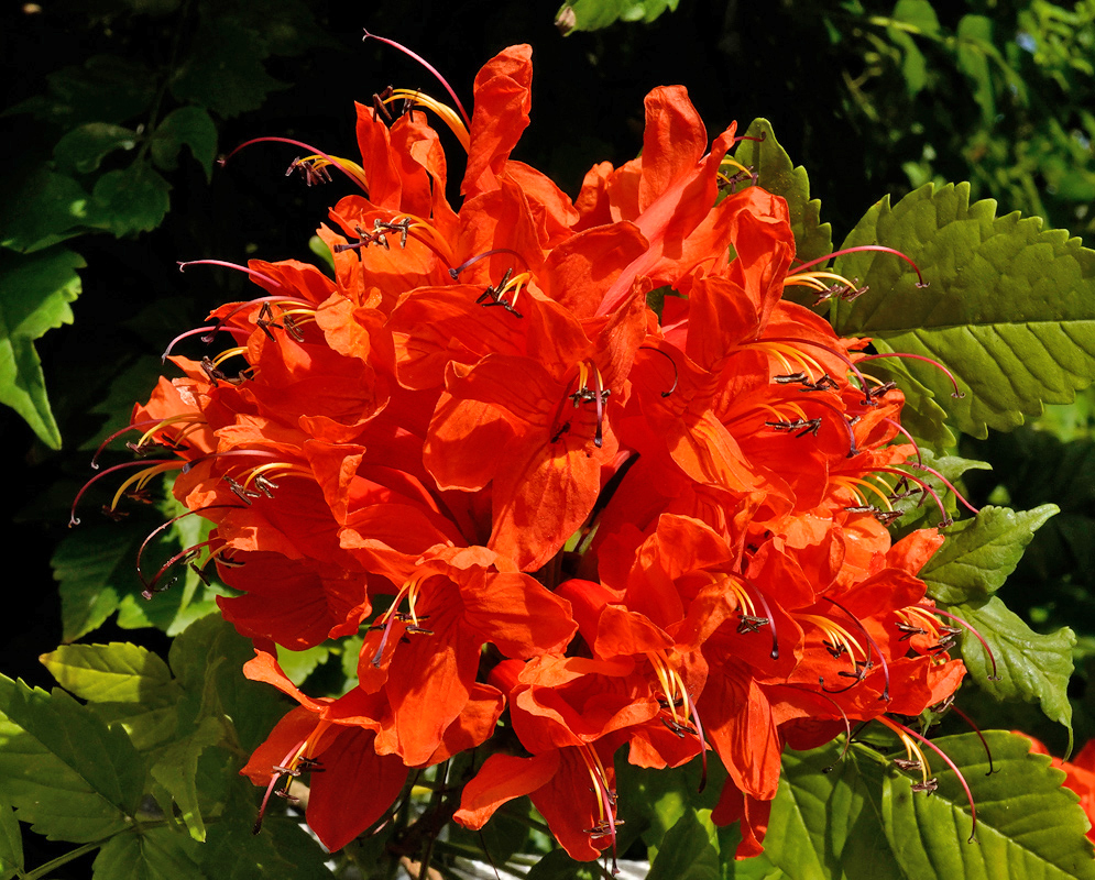 A vivid cluster of orange Tecoma capensis flowers with elongated stamens emerging from a dense green background