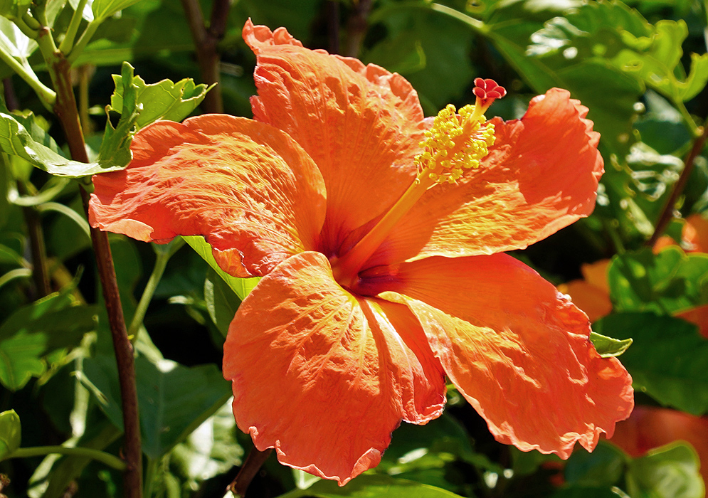 A bright orange Hibiscus rosa sinensis flower with yellow anthers in sunlight