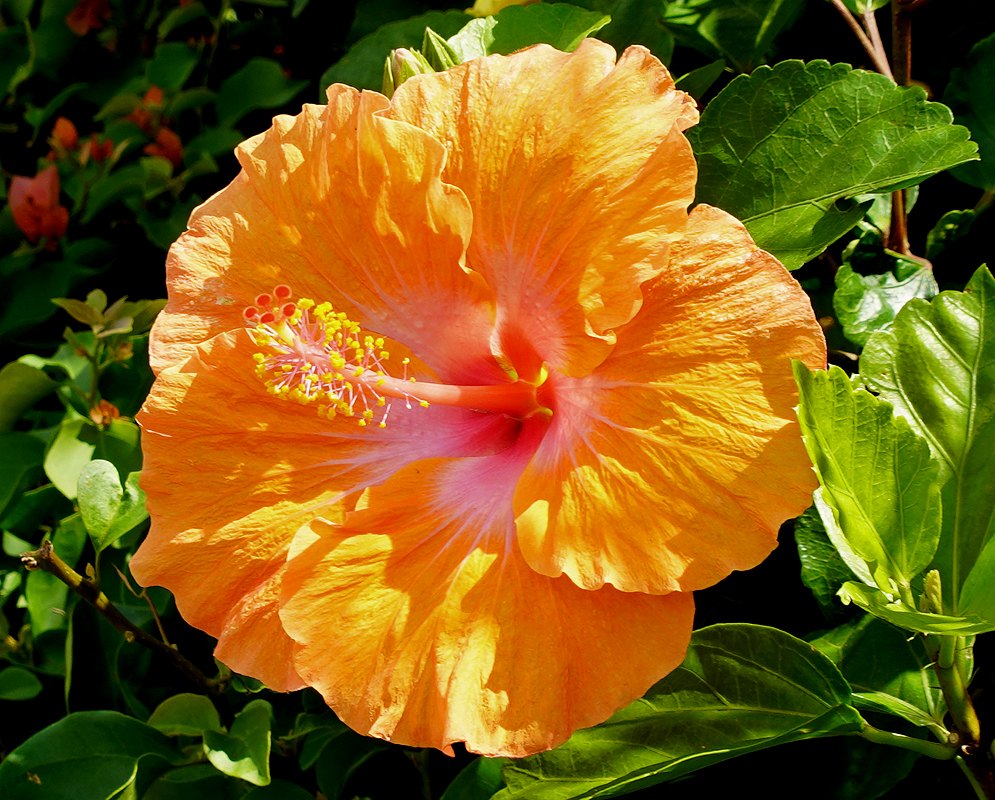 An orange Hibiscus rosa sinensis flower with a pink center and yellow anthers in sunlight