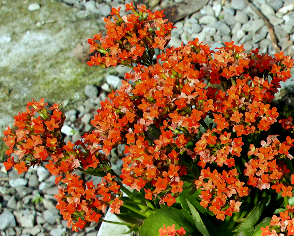 Clusters of bright orange Kalanchoe blossfeldiana flowers in sunlight