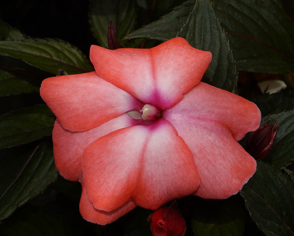Orange and pink Impatiens hawkeri flower