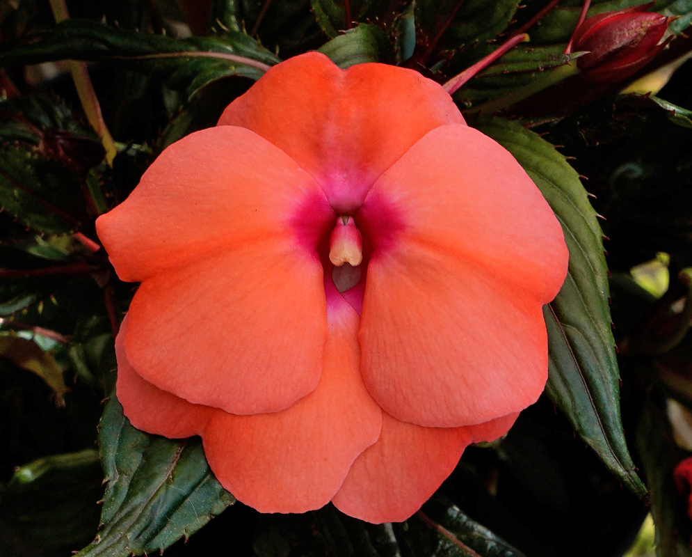 Peach Orange Impatiens hawkeri Flower A peach-orange Impatiens hawkeri flower with soft rounded petals and a magenta-toned core, growing among green leaves