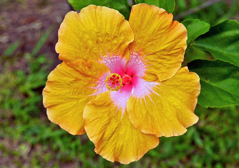 A yellow-orange Hibiscus rosa sinensis flower with a pink center and yellow anthers