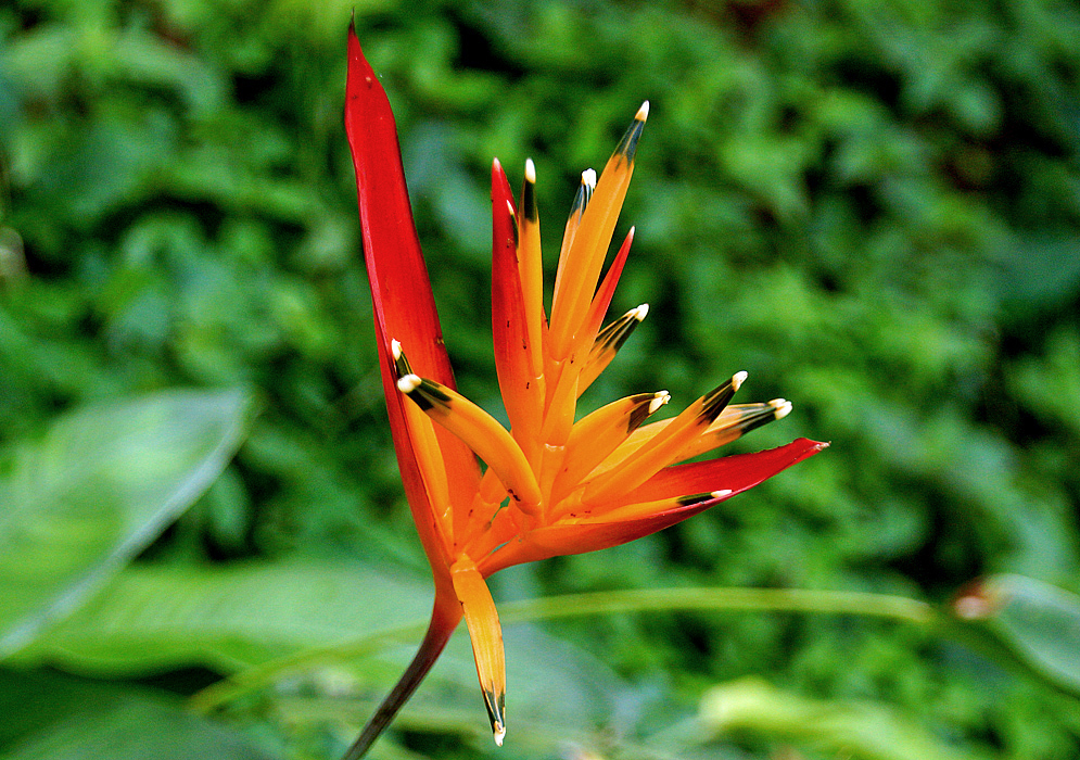 Reddish-orange Heliconia psittacorum bracts with orange flowers with black and white tips in sunlight