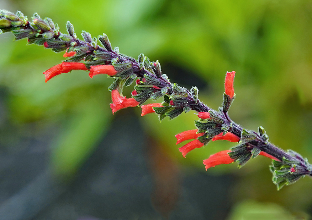 Salvia gachantivan