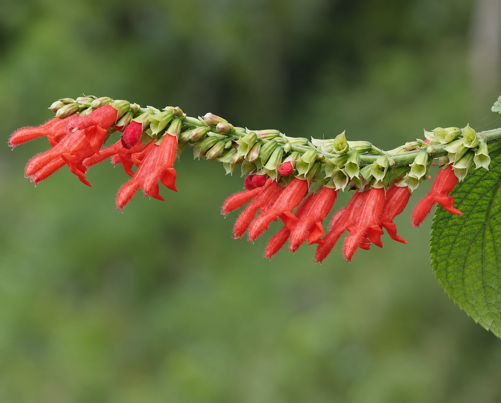 Salvia rufula inflorescence with red-orange flowers