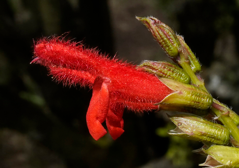 Salvia rufula inflorescence with red-orange flowers