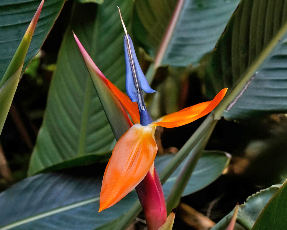 Strelitzia reginae Orange Petal and Blue Center A developing Strelitzia reginae flower with one open and one curved orange petal flanking a central blue petal emerging from a dark red bract