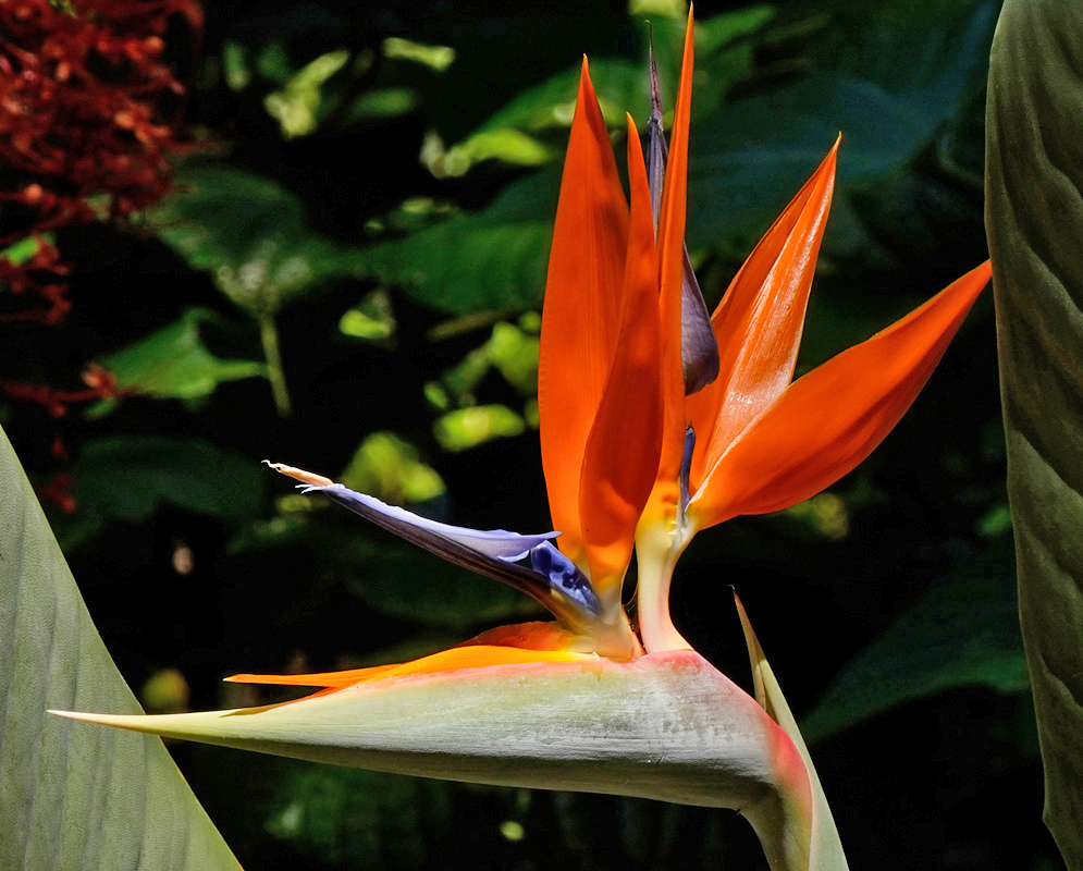Strelitzia reginae Orange Flower with Blue Petals A bright Strelitzia reginae flower with orange sepals and deep violet-blue petals standing upright in front of broad green leaves