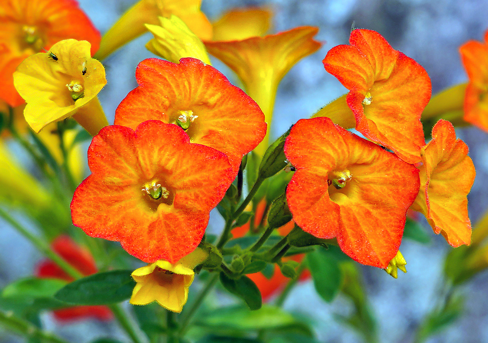 Orange and yellow Streptosolen jamesonii flowers