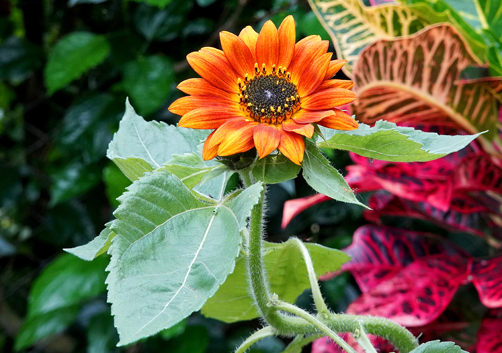 An orange and yellow Helianthus annuus flower with a black disk and yellow flowers on top of a hairy green stem