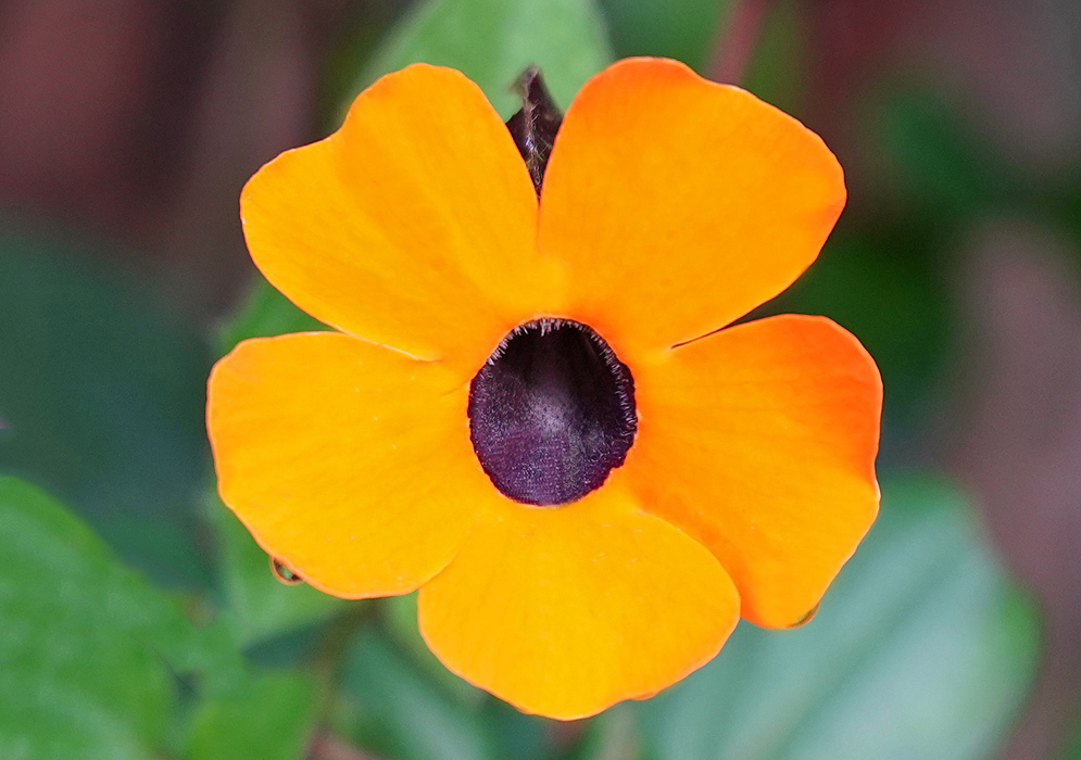 An orange Thunbergia alata flower with a dark purple throat 
