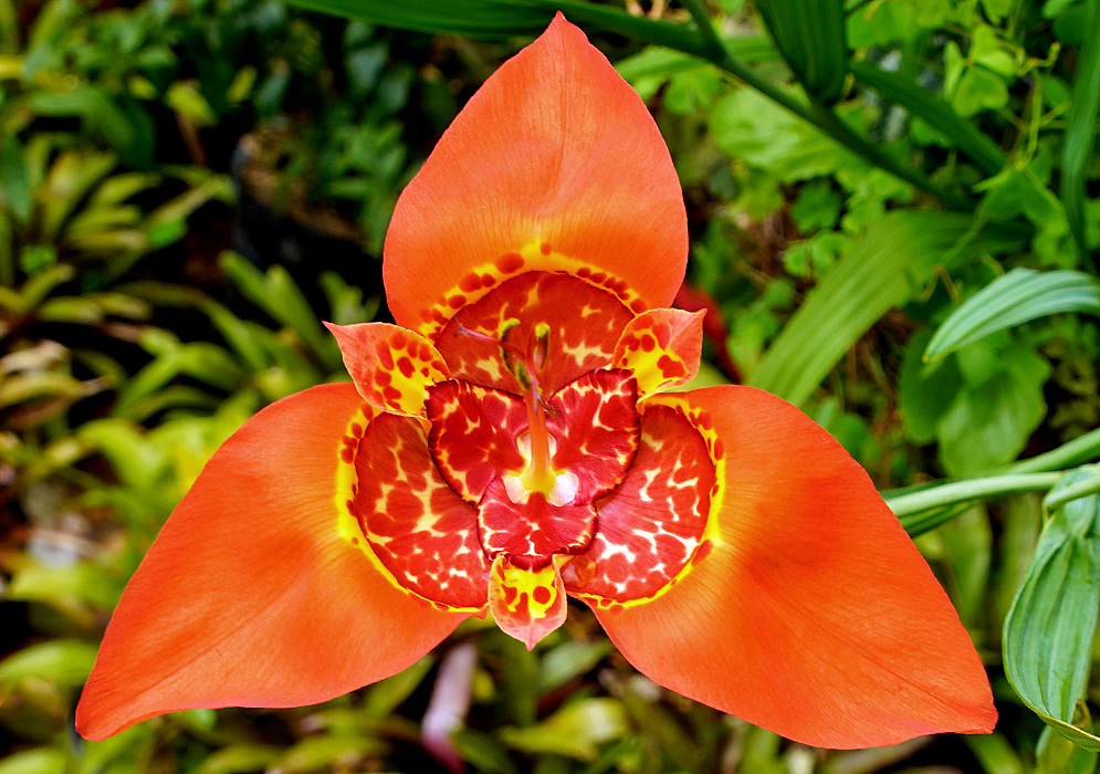 Tigridia pavonia orange flower with red and yellow in the center