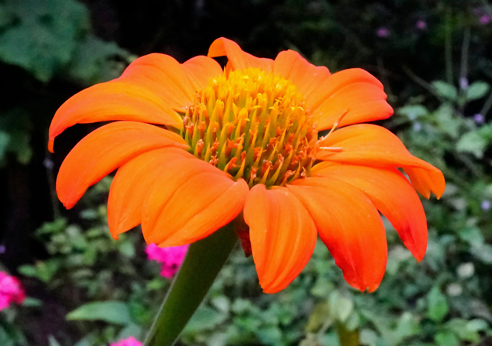 Orange Tithonia rotundifolia A striking orange Tithonia rotundifolia flower with thick petals and a prominent yellow center, standing upright against a blurred garden background