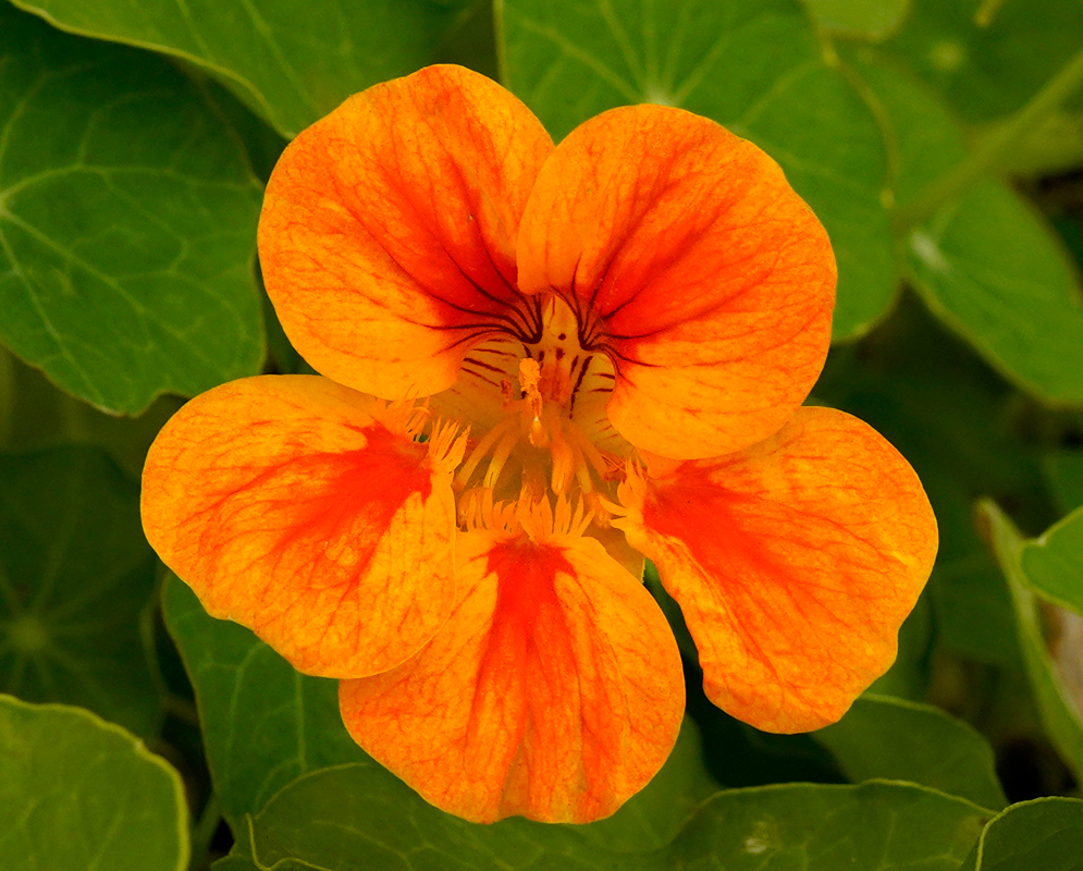 Tropaeolum majus orange flower