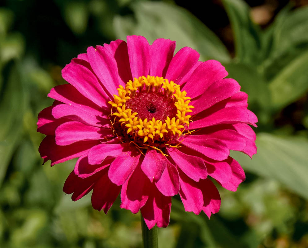 A pink-purple Zinnia elegans flower with a yellow disk