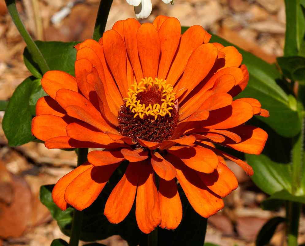 Orange Zinnia elegans flower in sunlight