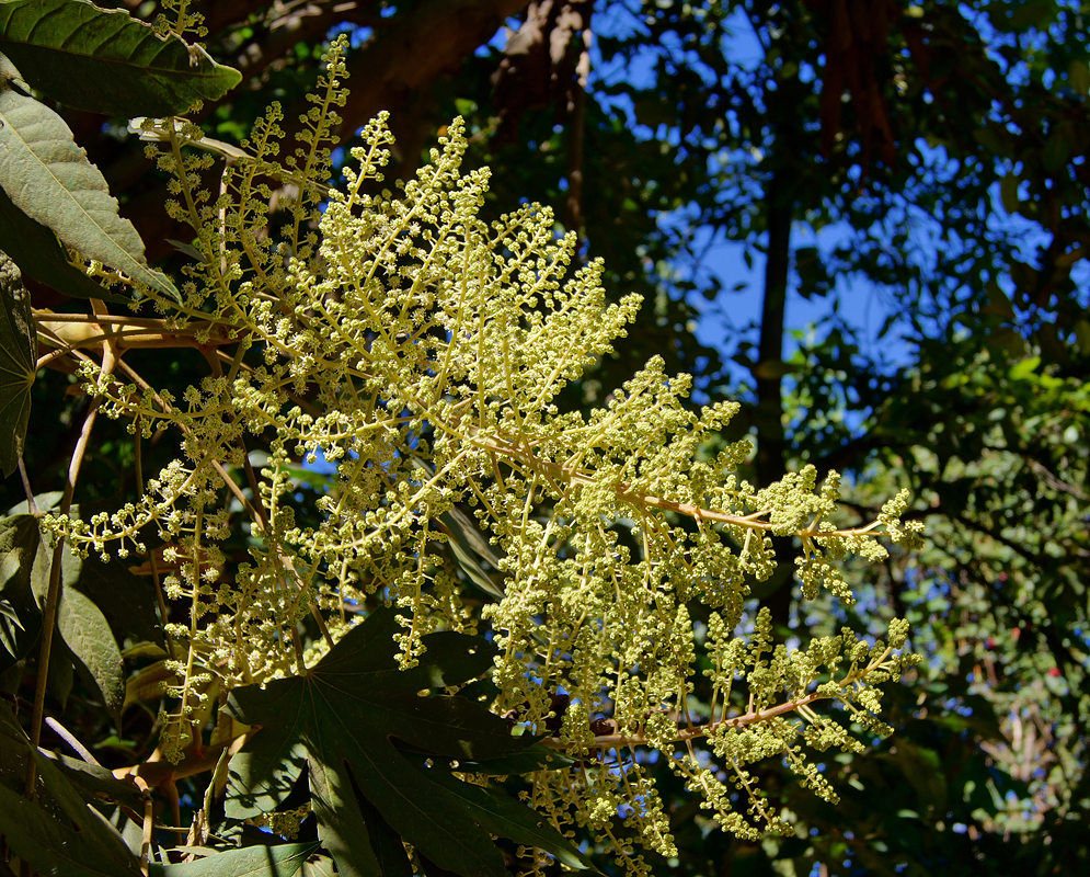 A yellowish, green and white Oreopanax incisus inflorescence under blue sky