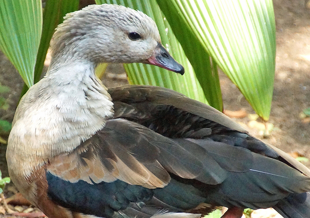 Oressochen jubatus light brown duck 