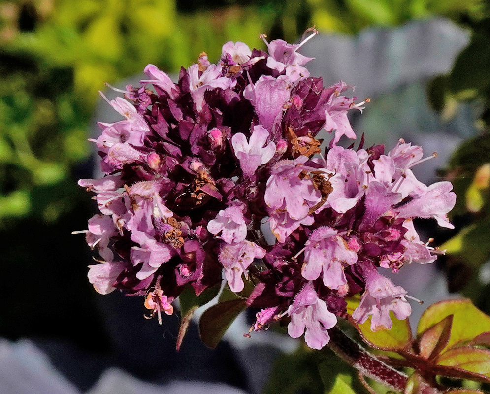 Tiny pink-purple Origanum vulgare flowers form a dense rounded cluster among dark purplish bracts