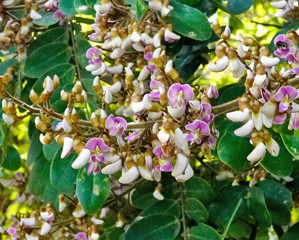 Pale cream and pink-purple Ormosia amazonica pea-shaped flowers cluster along branching stalks among green foliage