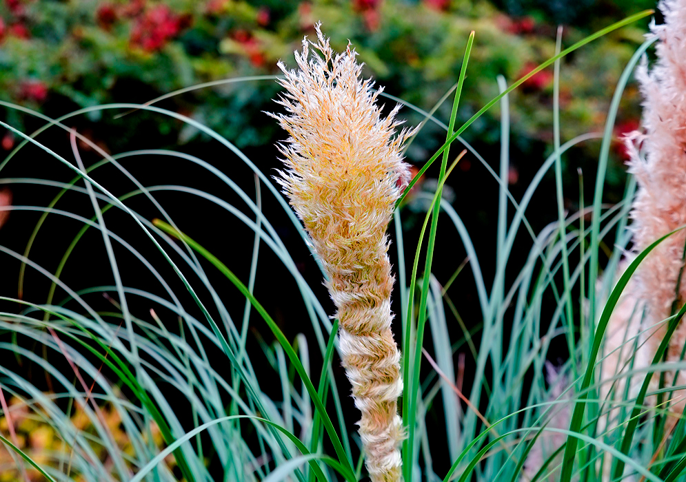 Cream plumelike spikelet at the top of the stem of an ornamental grass