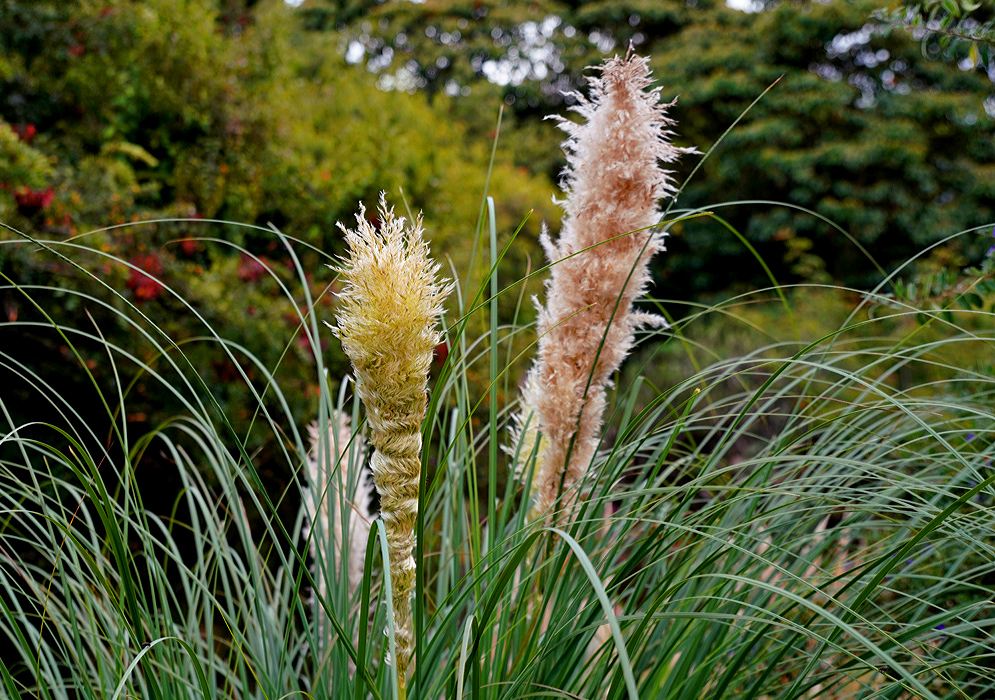 Yellowish and brownish-pink Ornamental grass inflorescences