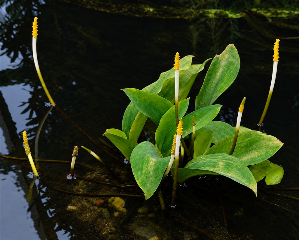 Orontium aquaticum has floating green leaves and upright flower spikes