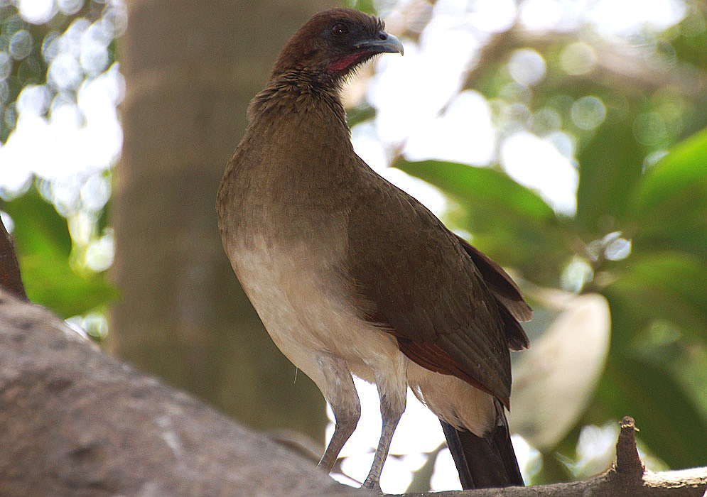 Chestnut-colored-winged Chachalaca from underneath