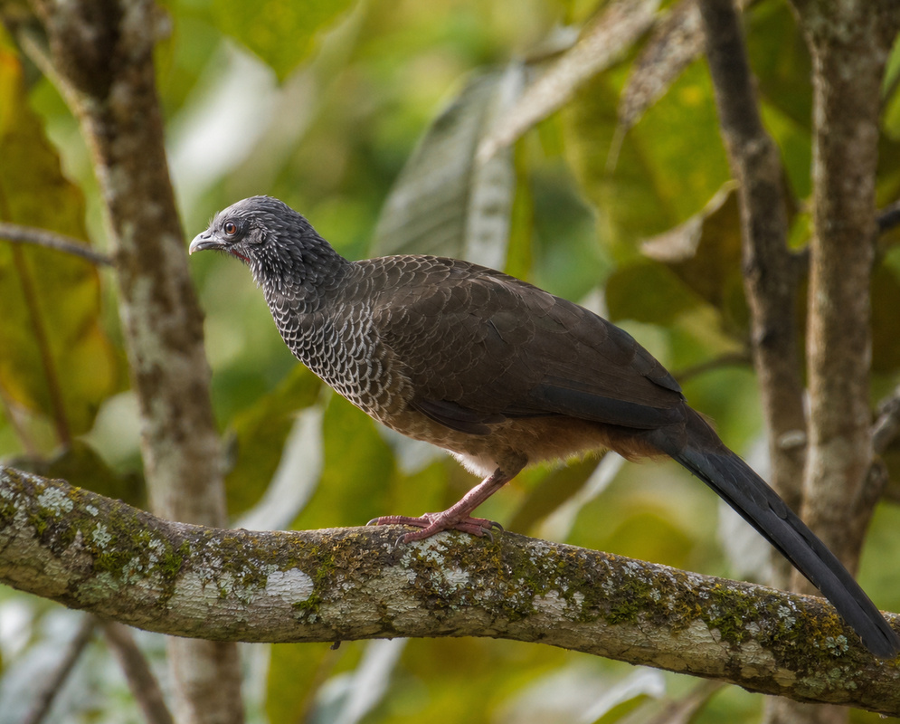 Ortalis garrula Gray Breast A Ortalis garrula perched with its gray breast and patterned body plumage visible