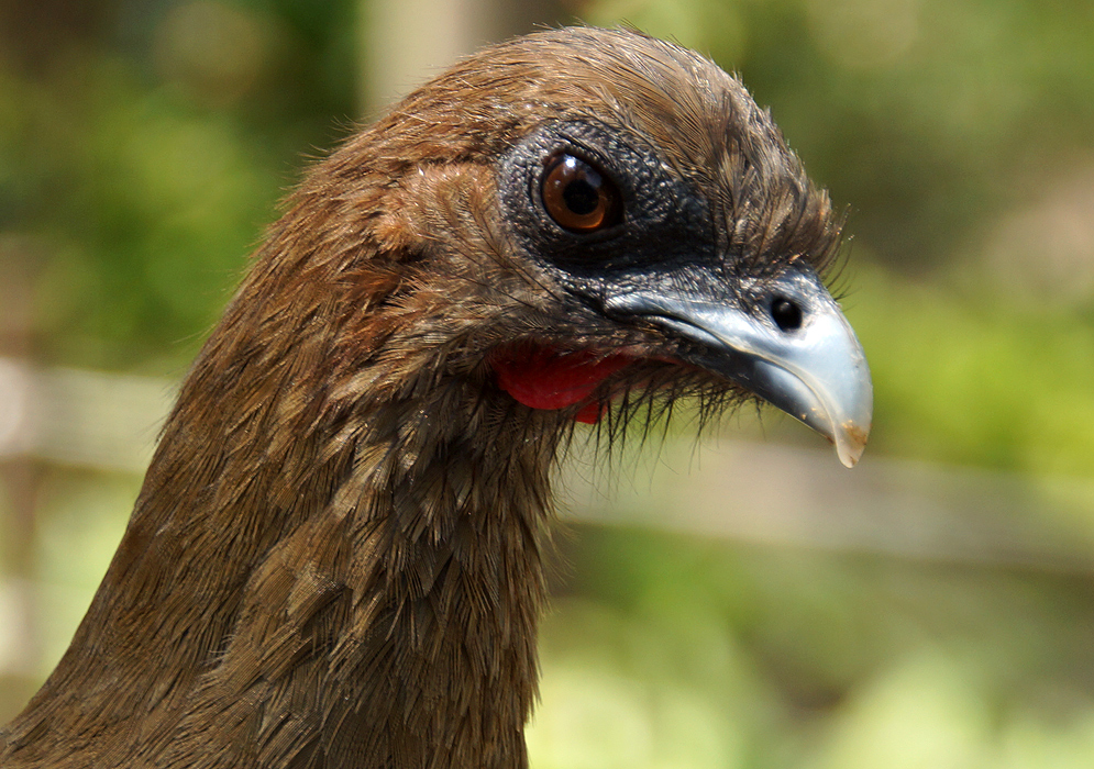 Chestnut-colored-winged Chachalaca's head upclose