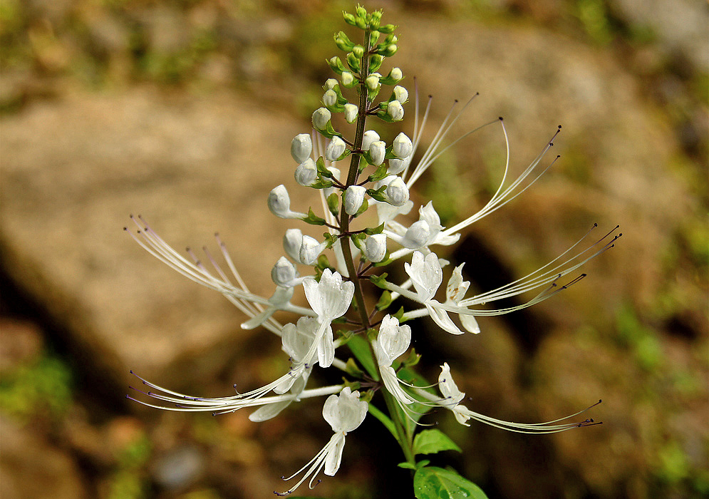 Conical-shaped Orthosiphon aristatus aristatus inflorescence with white flowers that have long filaments with purple tips