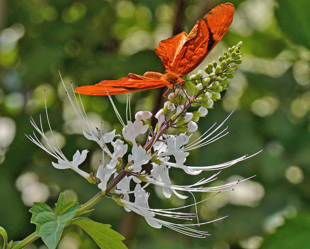 Orthosiphon aristatus White Flowers Orange Butterfly An orange butterfly rests above white Orthosiphon aristatus flowers with long projecting stamens