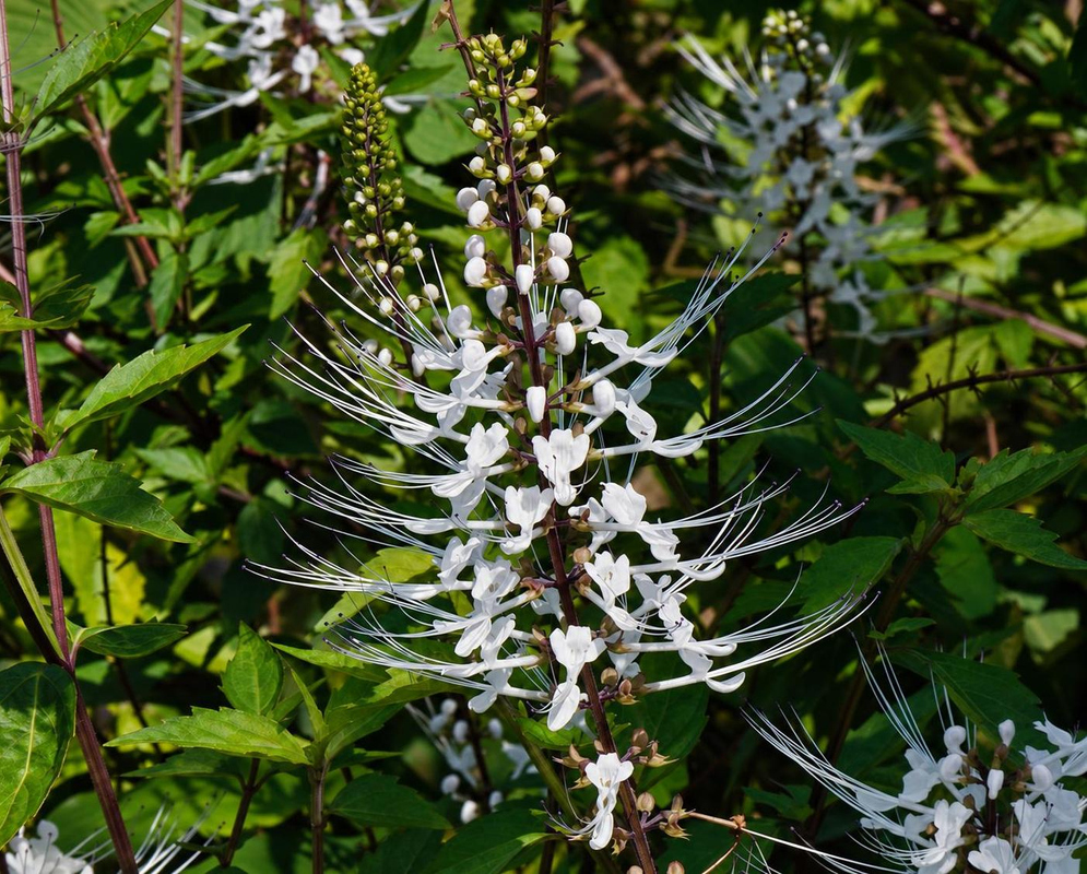 Orthosiphon aristatus Flower Details Orthosiphon aristatus has a tall white flower spike in sunlight