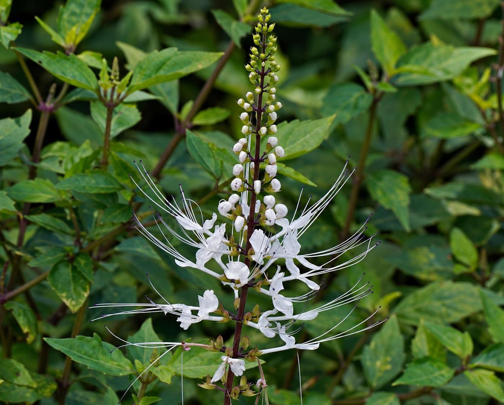 Orthosiphon aristatus Flower Details Orthosiphon aristatus has a white flower spike and pointed leaves