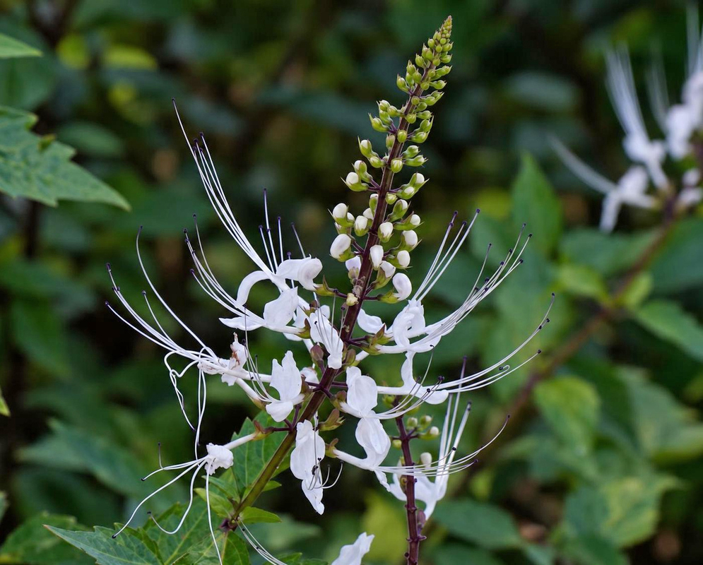 Orthosiphon aristatus Flower Details Orthosiphon aristatus has a white flower spike with arching filaments